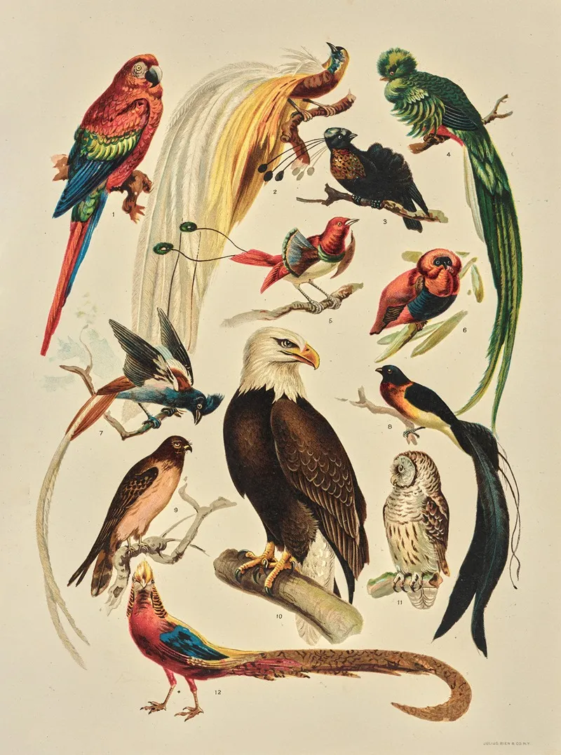 Birds 6 Wall Art by F. E. Wright - High-Resolution Digital Print