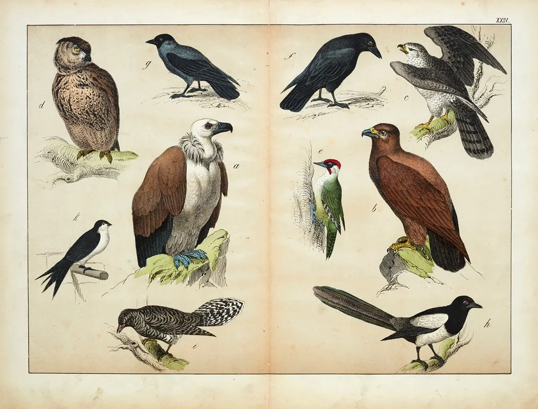 Birds 8 Wall Art by D. Englert - High-Resolution Digital Print