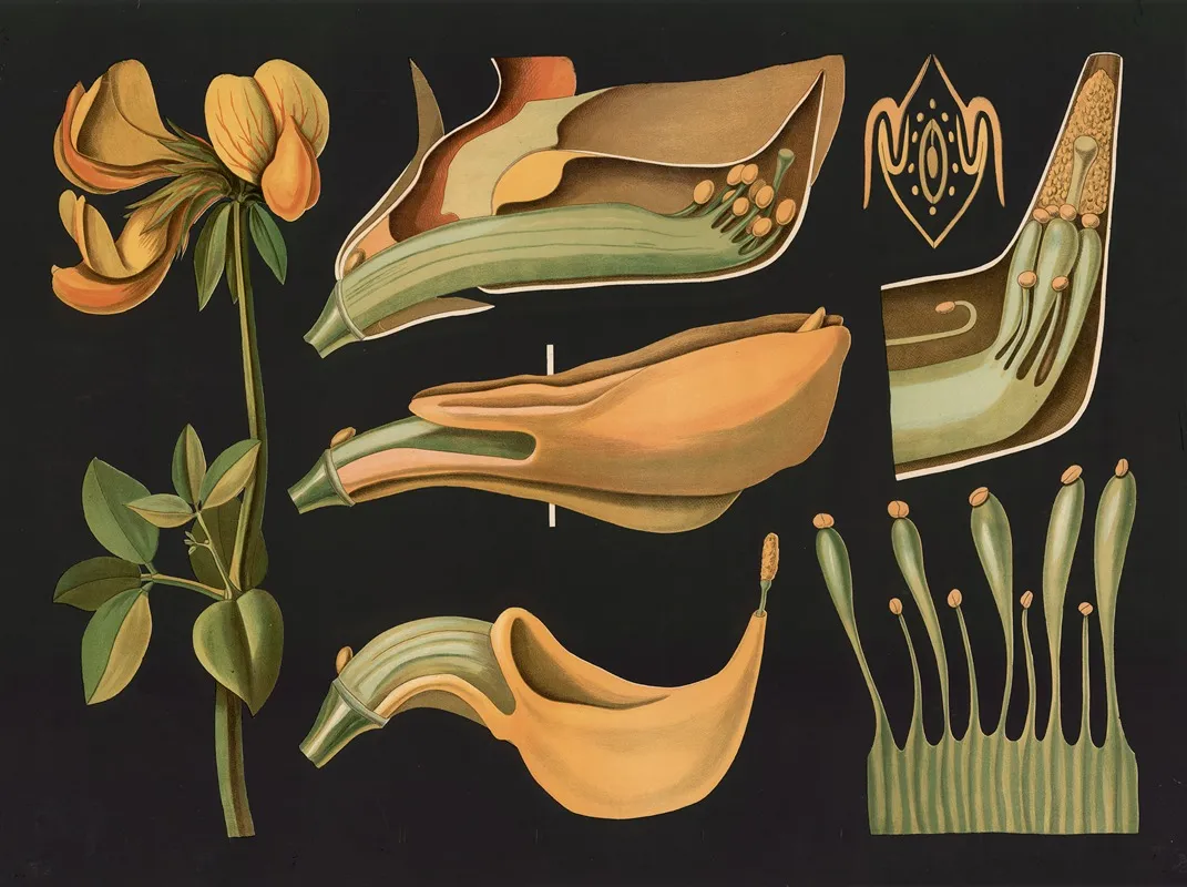 Birds Foot Trefoil Lotus Corniculatus Wall Art by Gottlieb von Koch - High-Resolution Digital Print