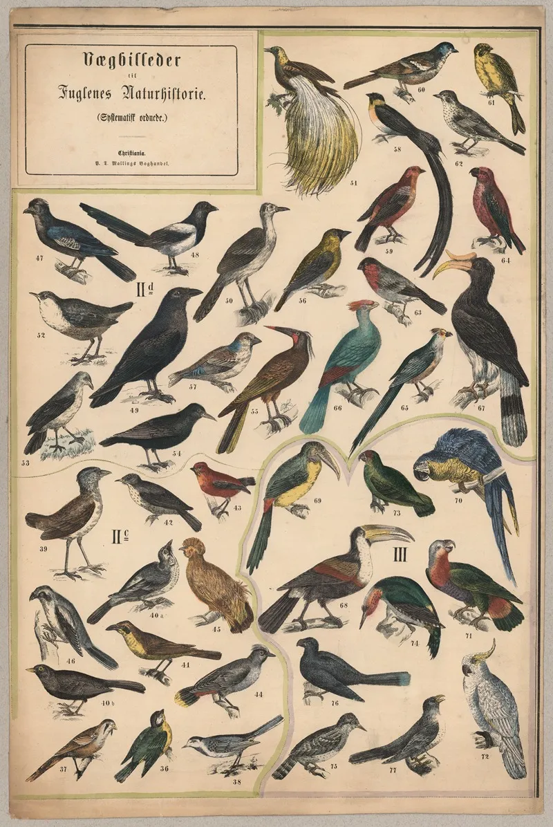 Birds Ii 2 Wall Art by P.T. Malling - High-Resolution Digital Print