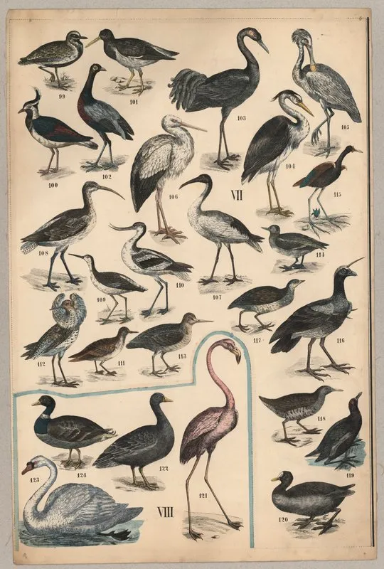 Birds Iv Wall Art by P.T. Malling - High-Resolution Digital Print
