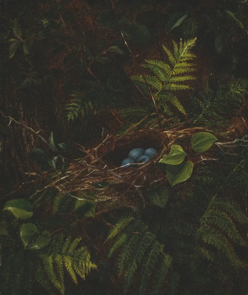 Birds Nest And Ferns