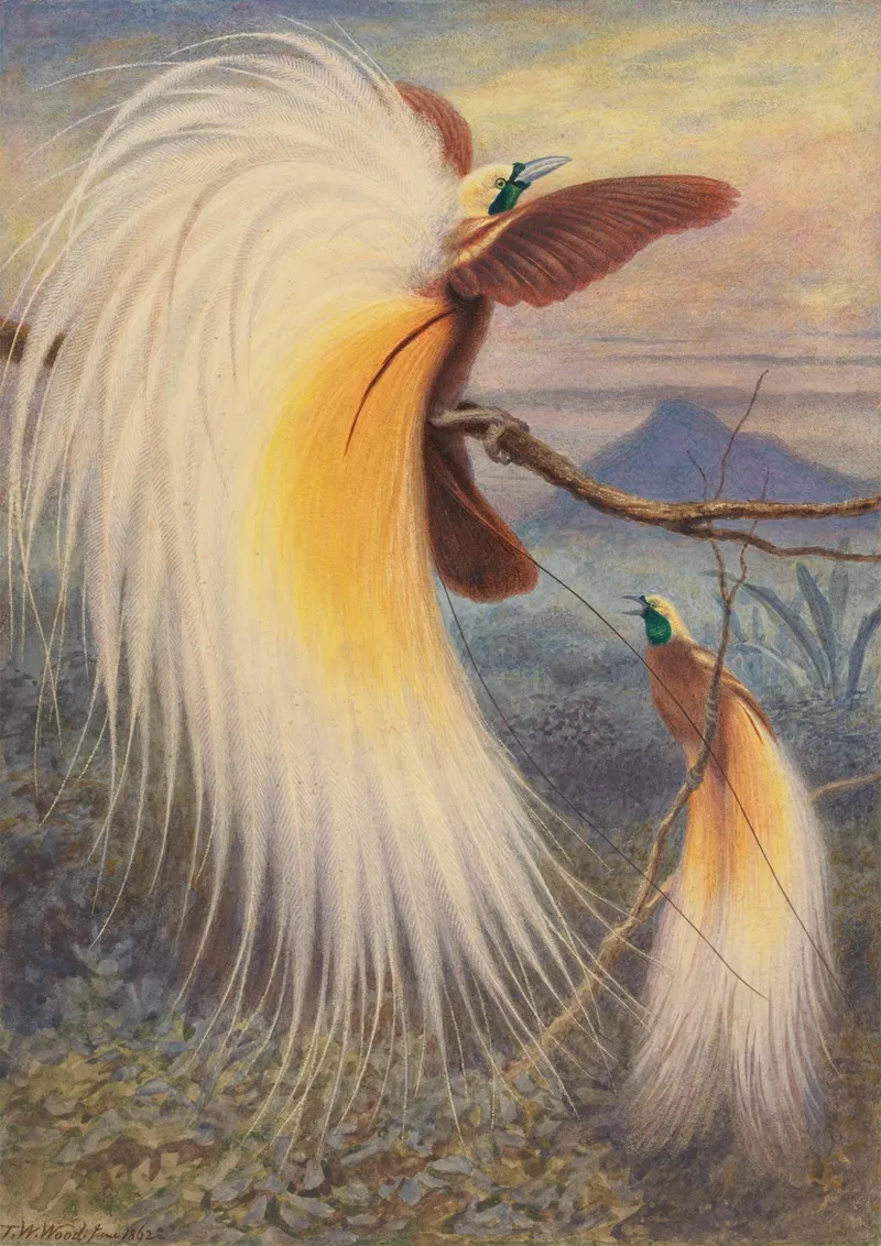 Birds Of Paradise Wall Art by Thomas William Wood - High-Resolution Digital Print