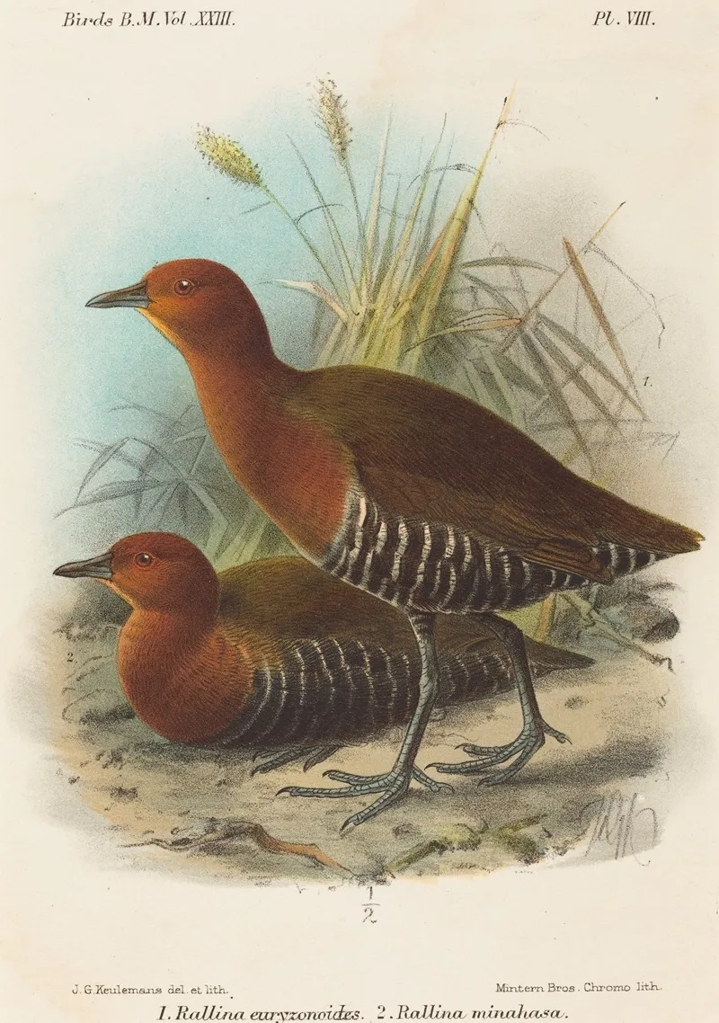 Birds Of Philippines Wall Art by John Gerrard Keulemans - High-Resolution Digital Print