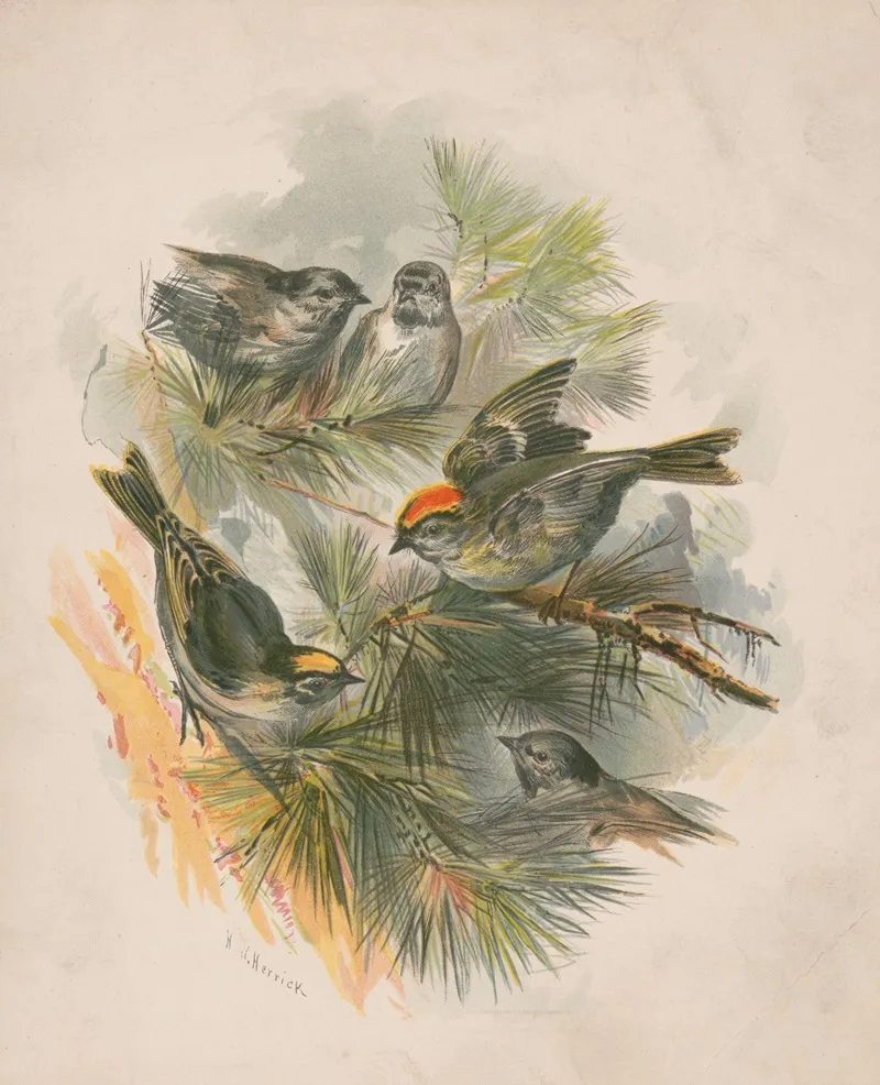 Birds On Pine Boughs Wall Art by Henry Walker Herrick - High-Resolution Digital Print