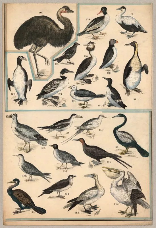 Birds V Wall Art by P.T. Malling - High-Resolution Digital Print