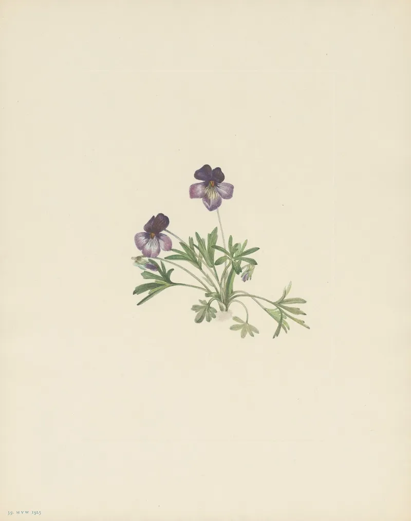 Birdsfoot Violet Viola Pedata 3
