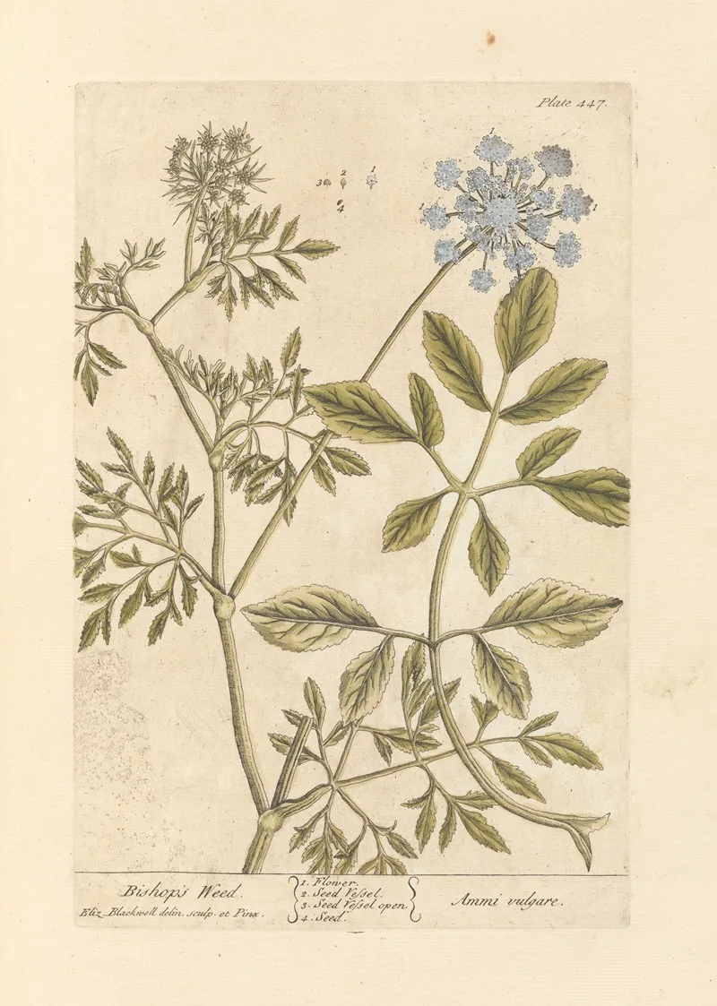 Bishops Weed Wall Art by Elizabeth Blackwell - High-Resolution Digital Print