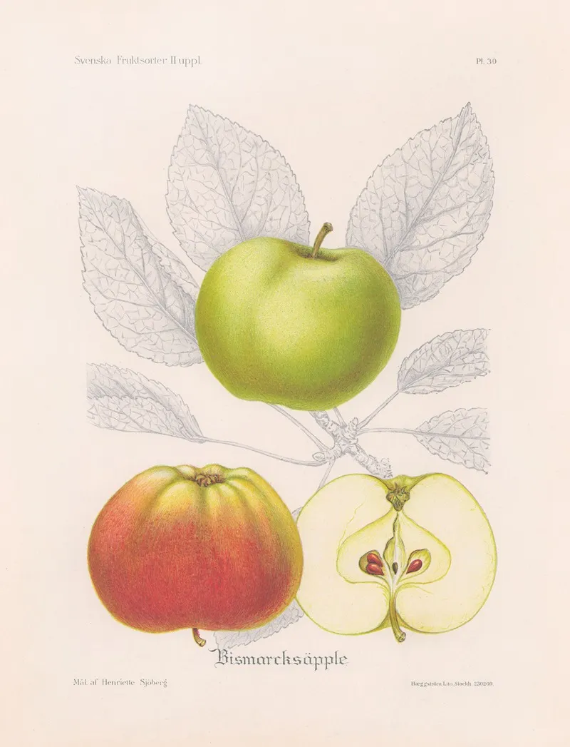 Bismarcksapple Wall Art by Henriette Sjöberg - High-Resolution Digital Print