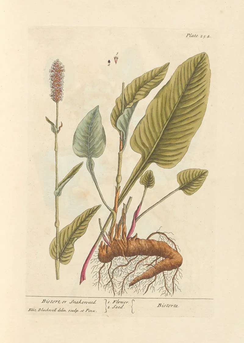 Bistort Or Snakeweed Wall Art by Elizabeth Blackwell - High-Resolution Digital Print