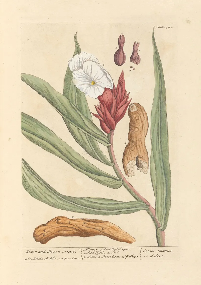Bitter And Sweet Costus Wall Art by Elizabeth Blackwell - High-Resolution Digital Print