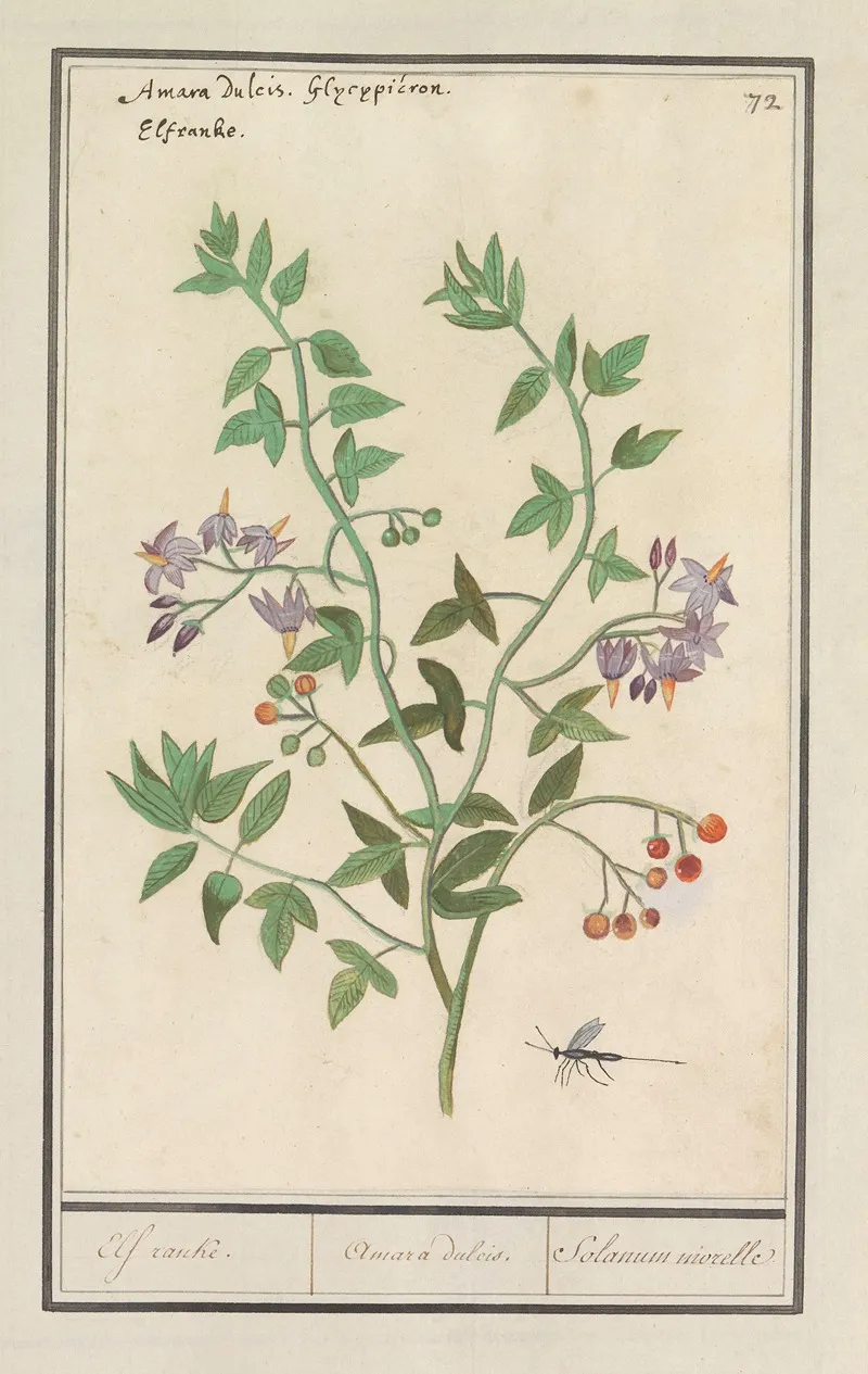Bitterzoet Solanum Dulcamara Elf Ranke Amara Dulcis Solanum Niorelle Wall Art by Anselmus Boëtius de Boodt - High-Resolution Digital Print