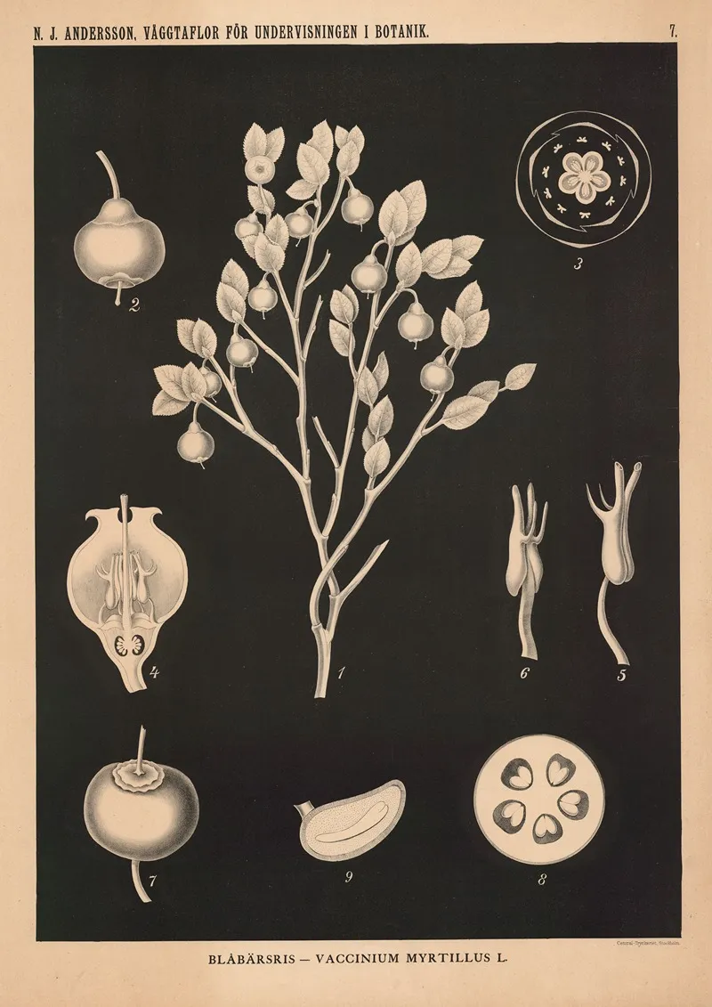 Blabarsris Vaccinium Myrttillus L Wall Art by Nils Johan Andersson - High-Resolution Digital Print