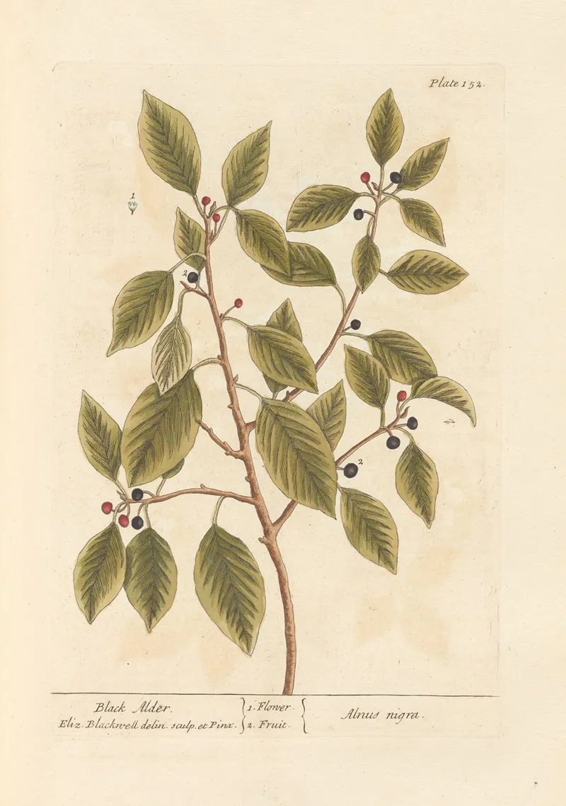 Black Alder Wall Art by Elizabeth Blackwell - High-Resolution Digital Print