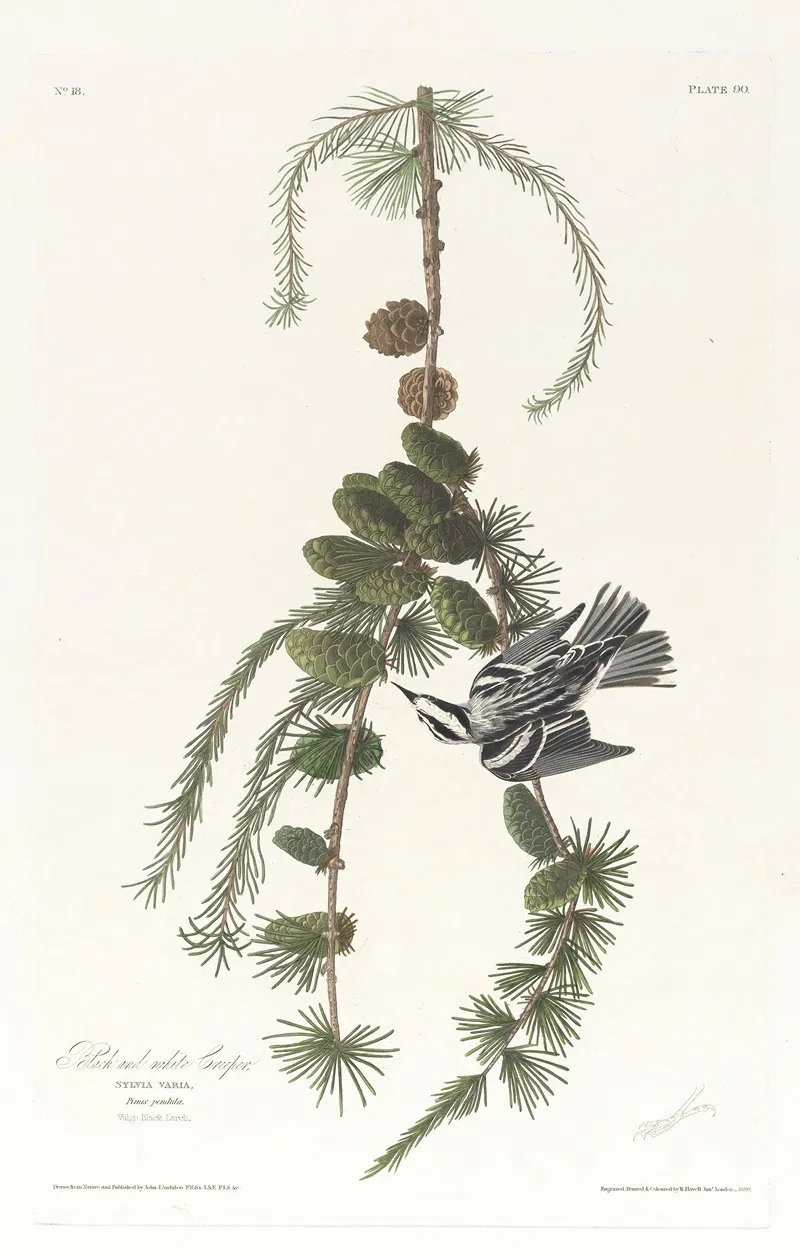 Black And White Creeper Wall Art by John James Audubon - High-Resolution Digital Print