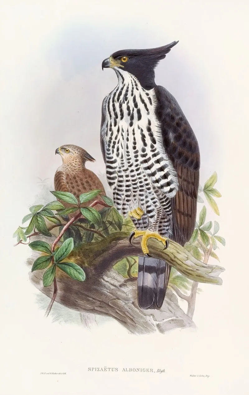 Black And White Crested Eagle Wall Art by John Gould - High-Resolution Digital Print