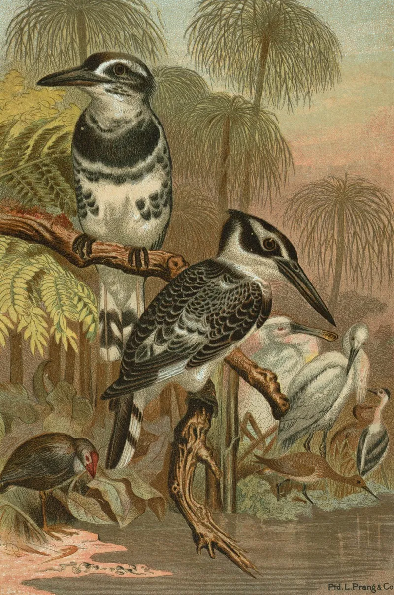 Black And White Kingfisher Wall Art by John George Wood - High-Resolution Digital Print