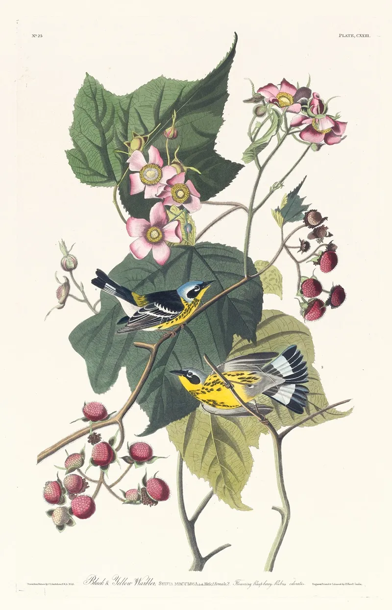 Black And Yellow Warbler Wall Art by John James Audubon - High-Resolution Digital Print