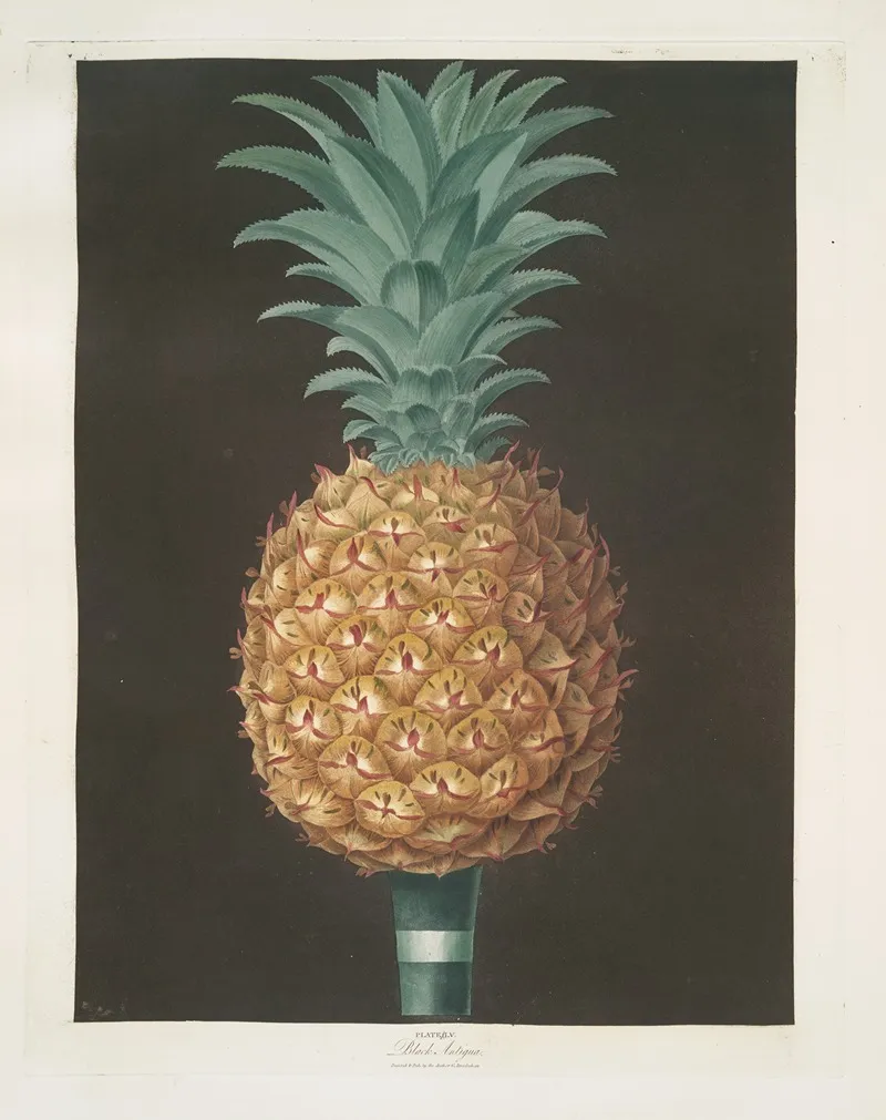 Black Antigua Jagged Leaf Pine Wall Art by George Brookshaw - High-Resolution Digital Print