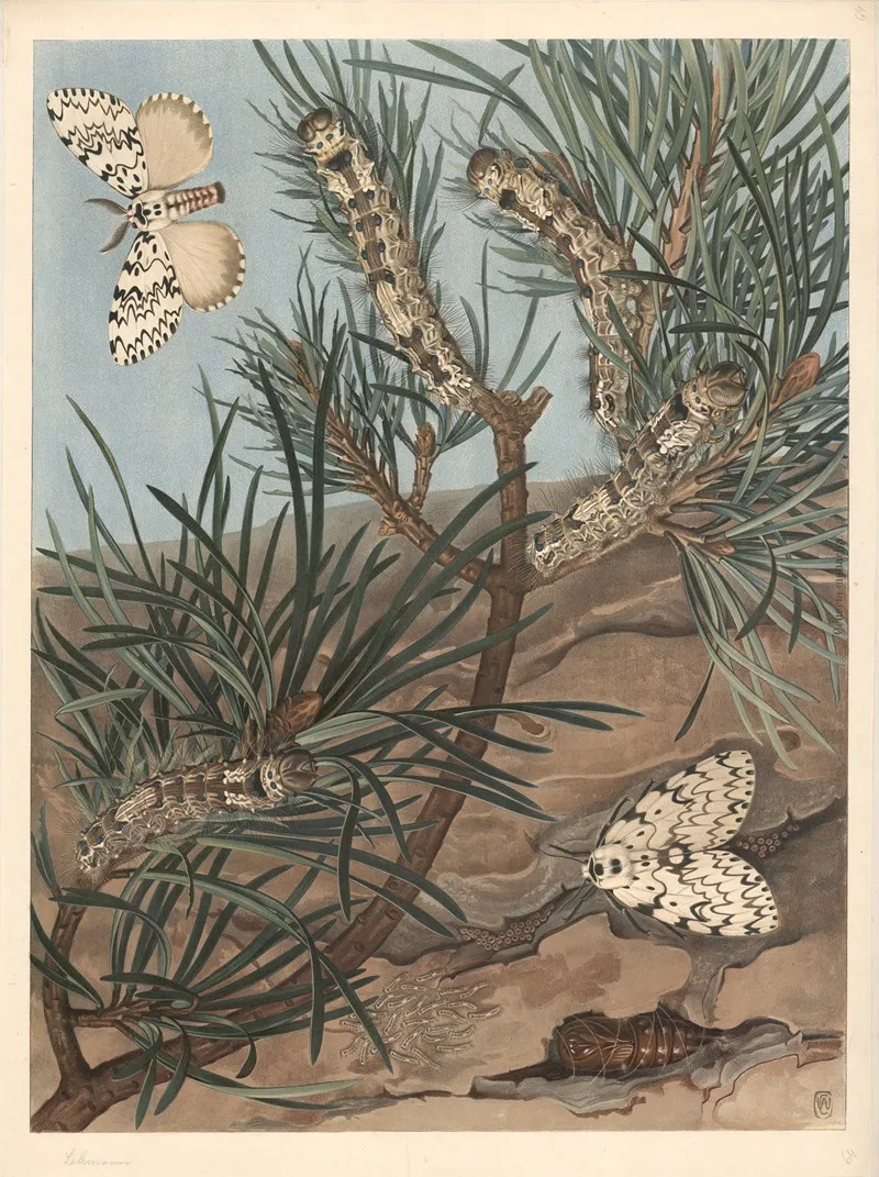 Black Arches Nun Moth