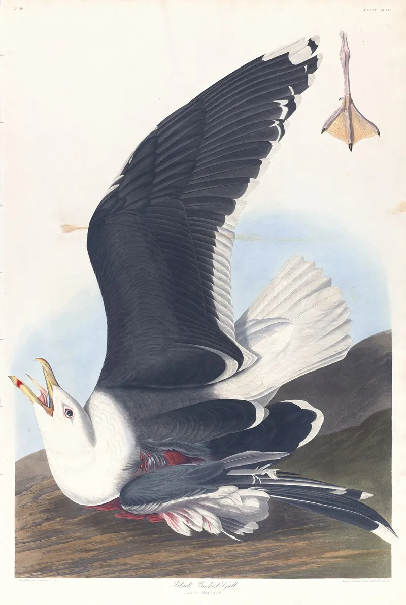 Black Backed Gull 2 Wall Art by John James Audubon - High-Resolution Digital Print