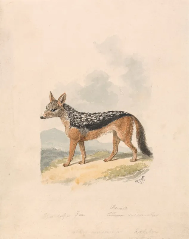 Black Backed Jackal 2