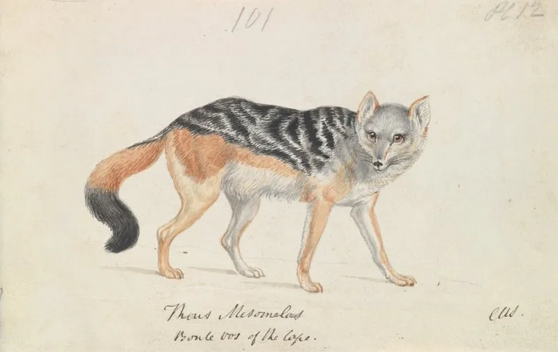 Black Backed Jackal