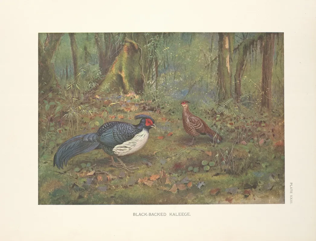 Black Backed Kaleege 2 Wall Art by George Edward Lodge - High-Resolution Digital Print