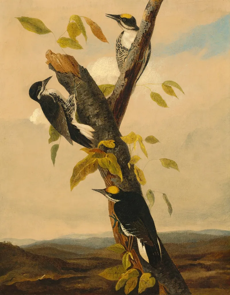 Black Backed Three Toed Woodpecker Wall Art by Joseph Bartholomew Kidd - High-Resolution Digital Print