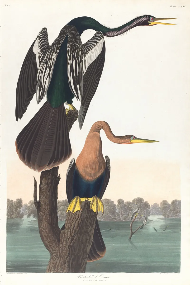 Black Belled Darter Wall Art by John James Audubon - High-Resolution Digital Print