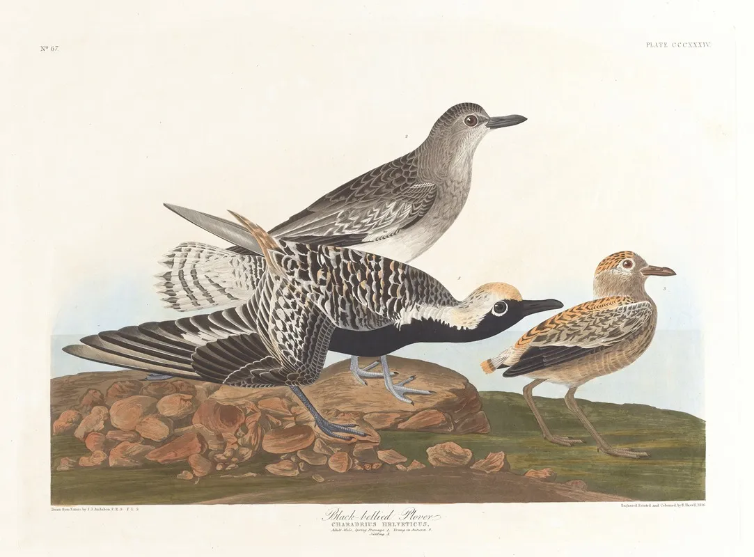 Black Belled Plover Wall Art by John James Audubon - High-Resolution Digital Print