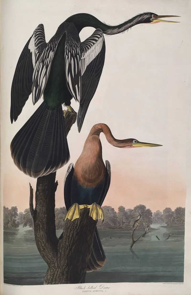 Black Bellied Darter Wall Art by John James Audubon - High-Resolution Digital Print