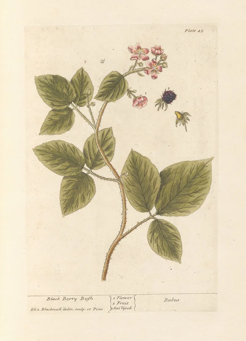 Black Berry Bush Wall Art by Elizabeth Blackwell - High-Resolution Digital Print