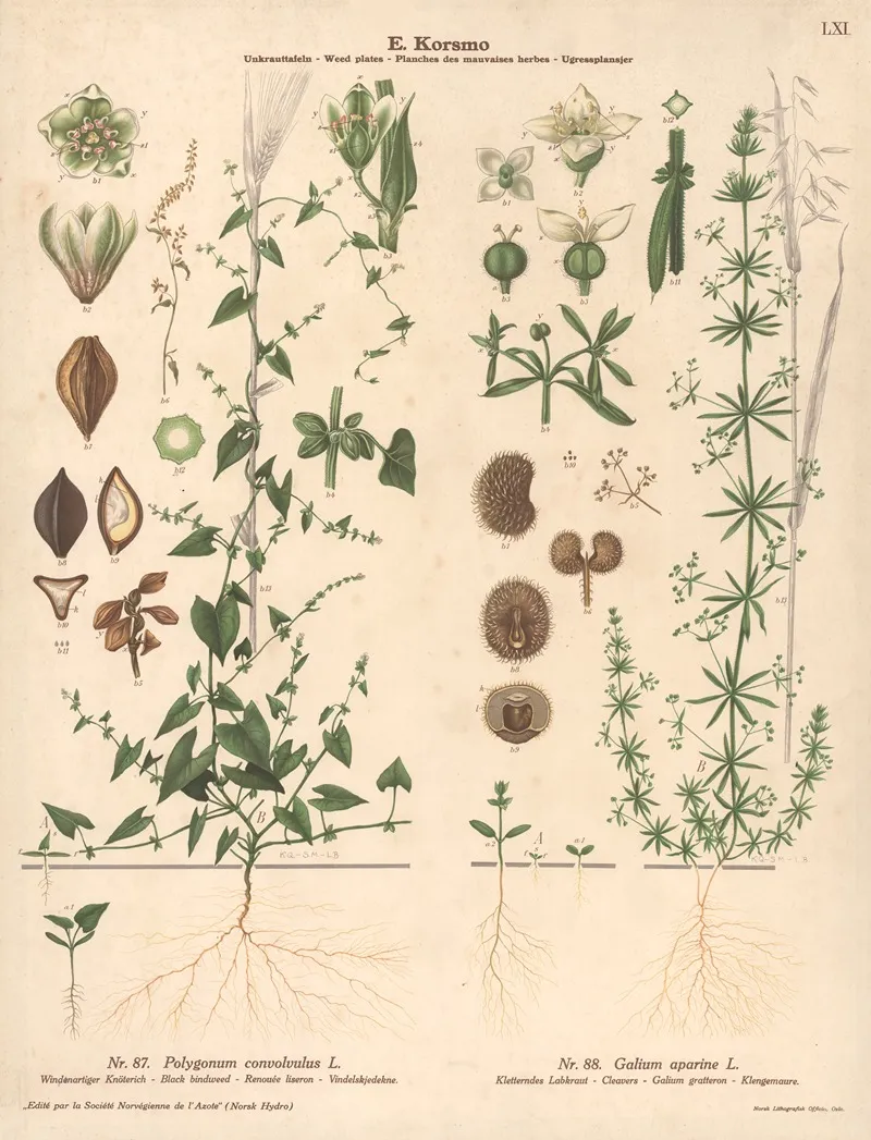 Black Bindweed Cleavers Wall Art by Knut Quelprud - High-Resolution Digital Print