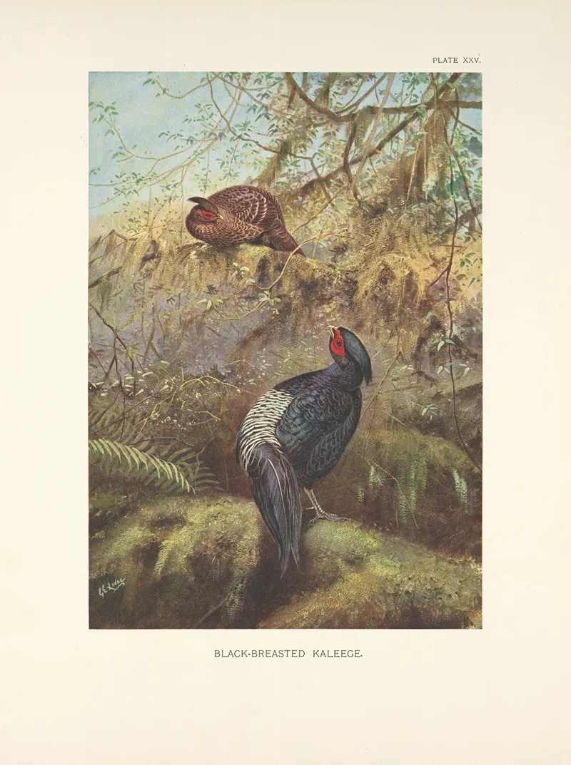 Black Breasted Kaleege Gennaeus Horsfieldi Wall Art by George Edward Lodge - High-Resolution Digital Print
