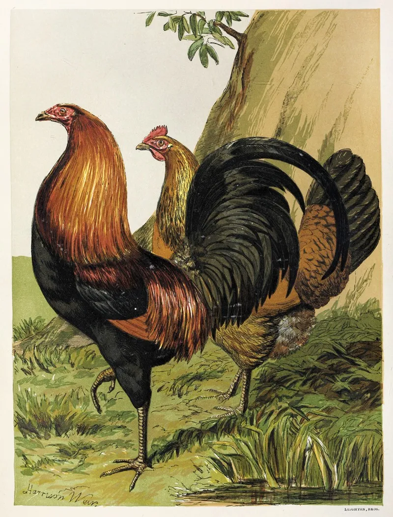 Black Breasted Red Game Wall Art by Harrison Weir - High-Resolution Digital Print