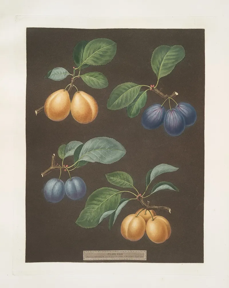 Black Breda Brussels And Moor Park Apricots Wall Art by George Brookshaw - High-Resolution Digital Print