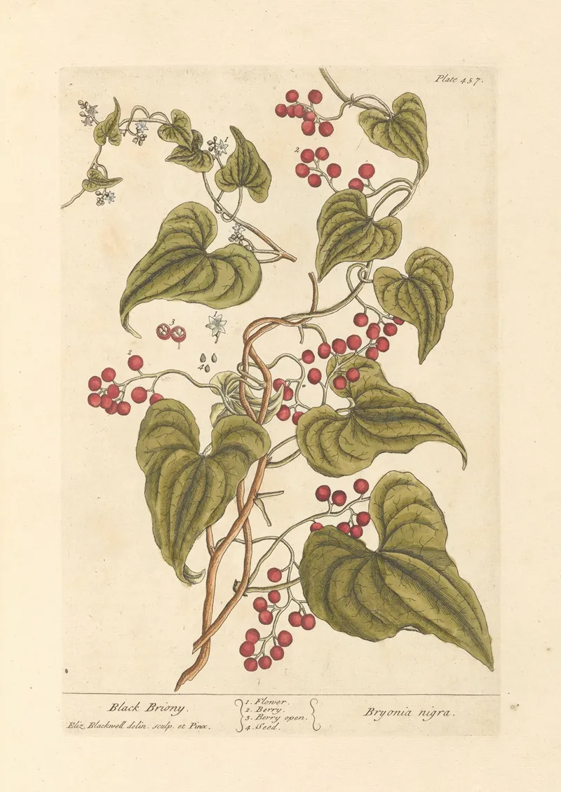 Black Briony Wall Art by Elizabeth Blackwell - High-Resolution Digital Print