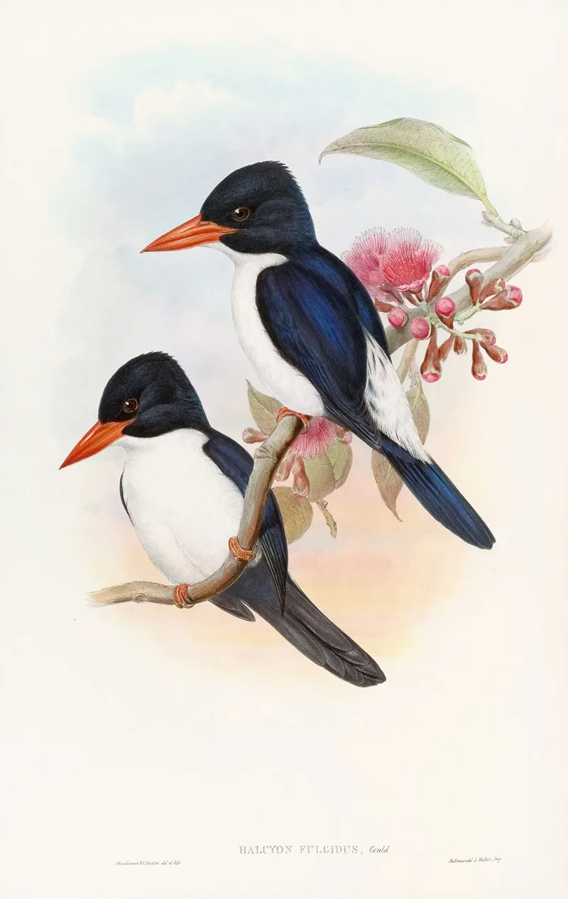 Black Capped Kingfisher Wall Art by John Gould - High-Resolution Digital Print
