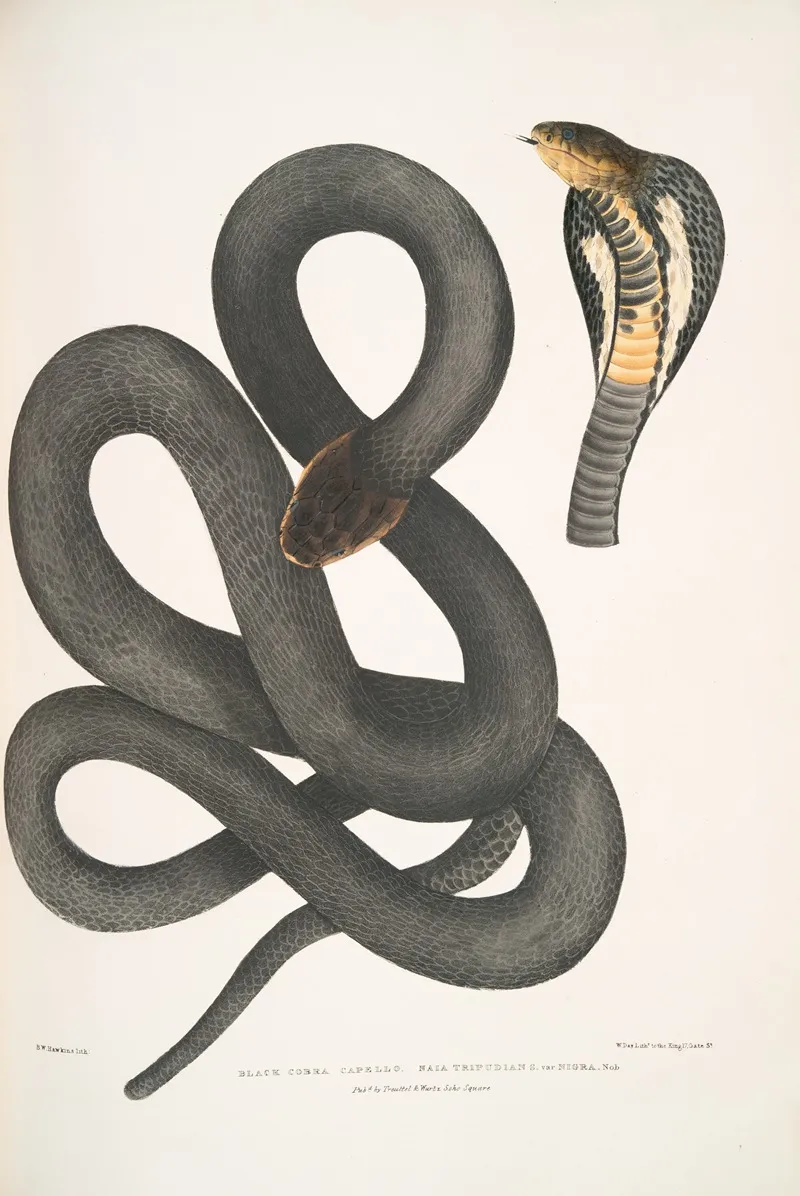 Black Cobra Capella Naia Tripudians Var Nigra
