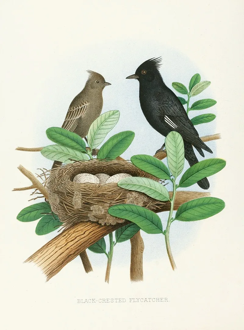 Black Crested Flycatcher Wall Art by Edwin L. Sheppard - High-Resolution Digital Print