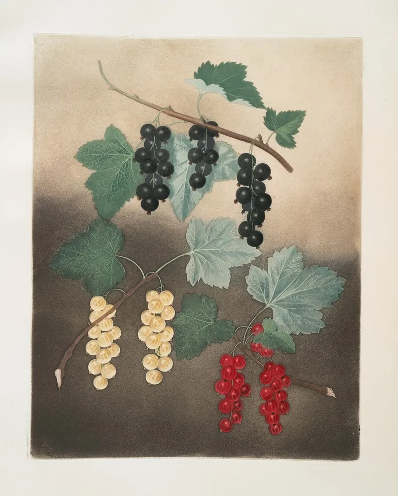 Black Currant Dutch Red And White Currants Wall Art by George Brookshaw - High-Resolution Digital Print
