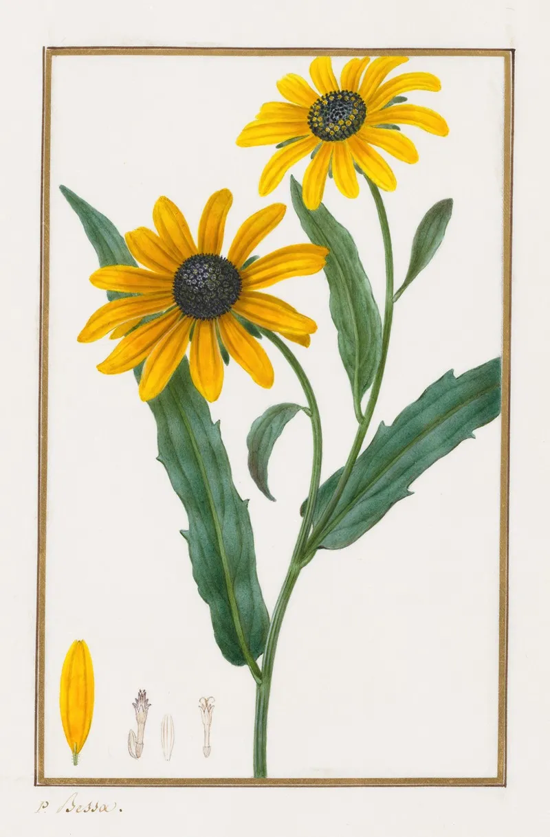 Black Eyed Susan Wall Art by Pancrace Bessa - High-Resolution Digital Print