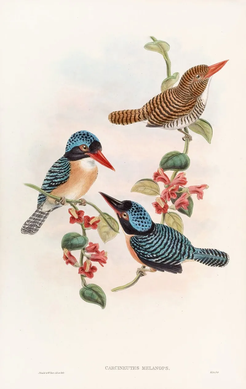 Black Faced Kingfisher Wall Art by John Gould - High-Resolution Digital Print