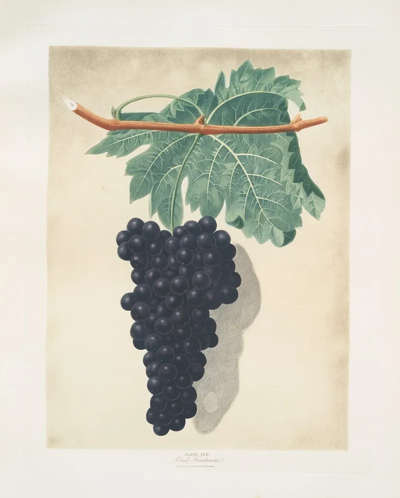 Black Frontianiac Grape Wall Art by George Brookshaw - High-Resolution Digital Print