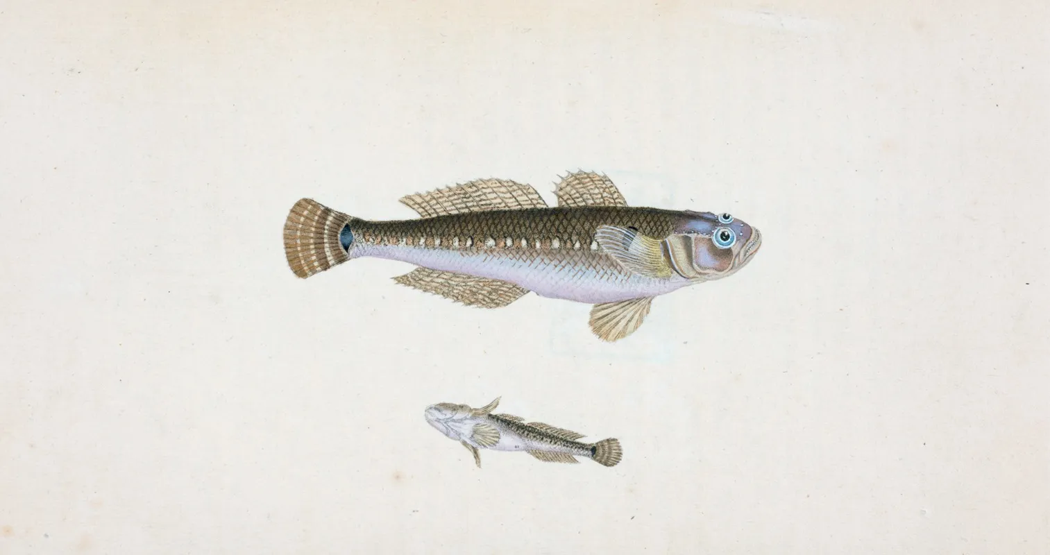 Black Goby Gobius Niger Wall Art by Edward Donovan - High-Resolution Digital Print