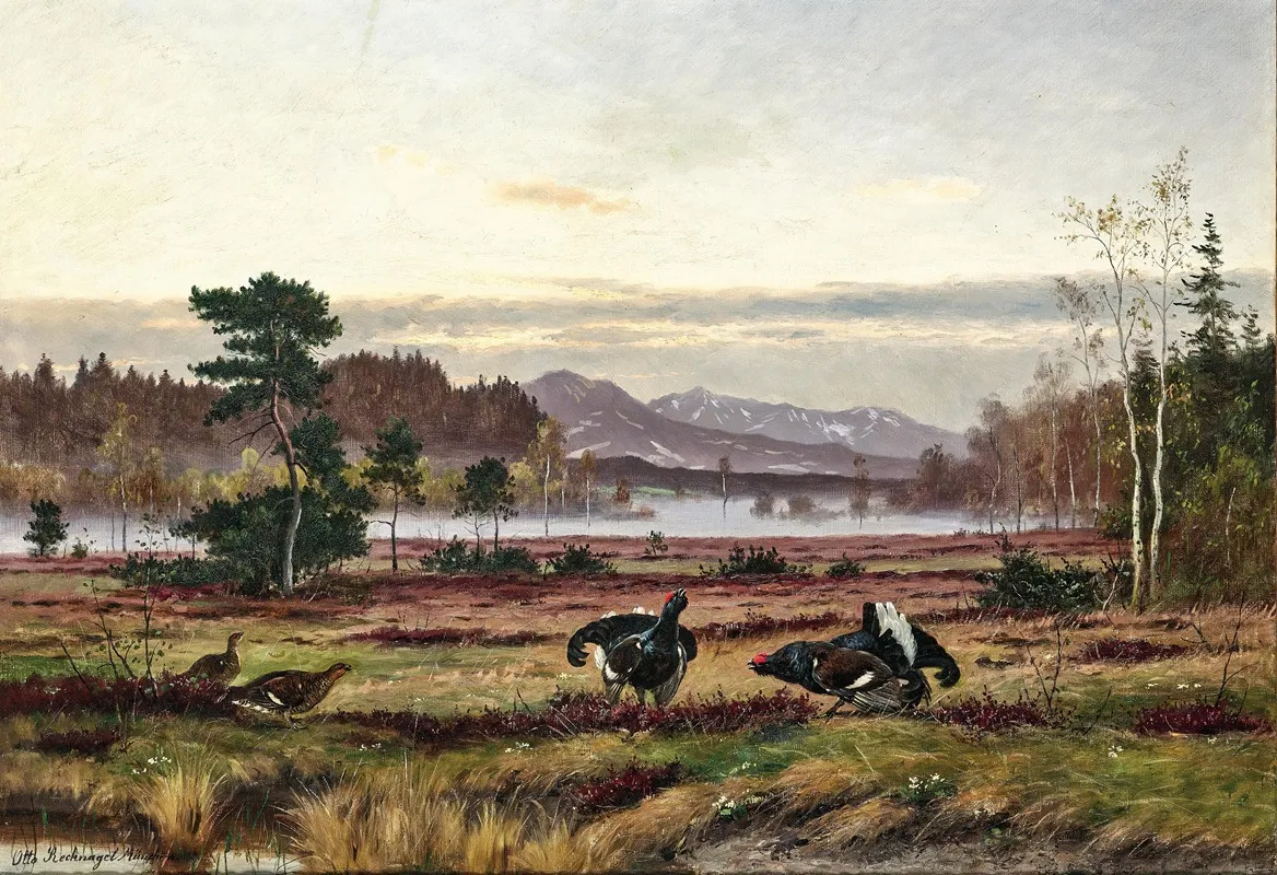 Black Grouse Courtship In The Alpine Foothills