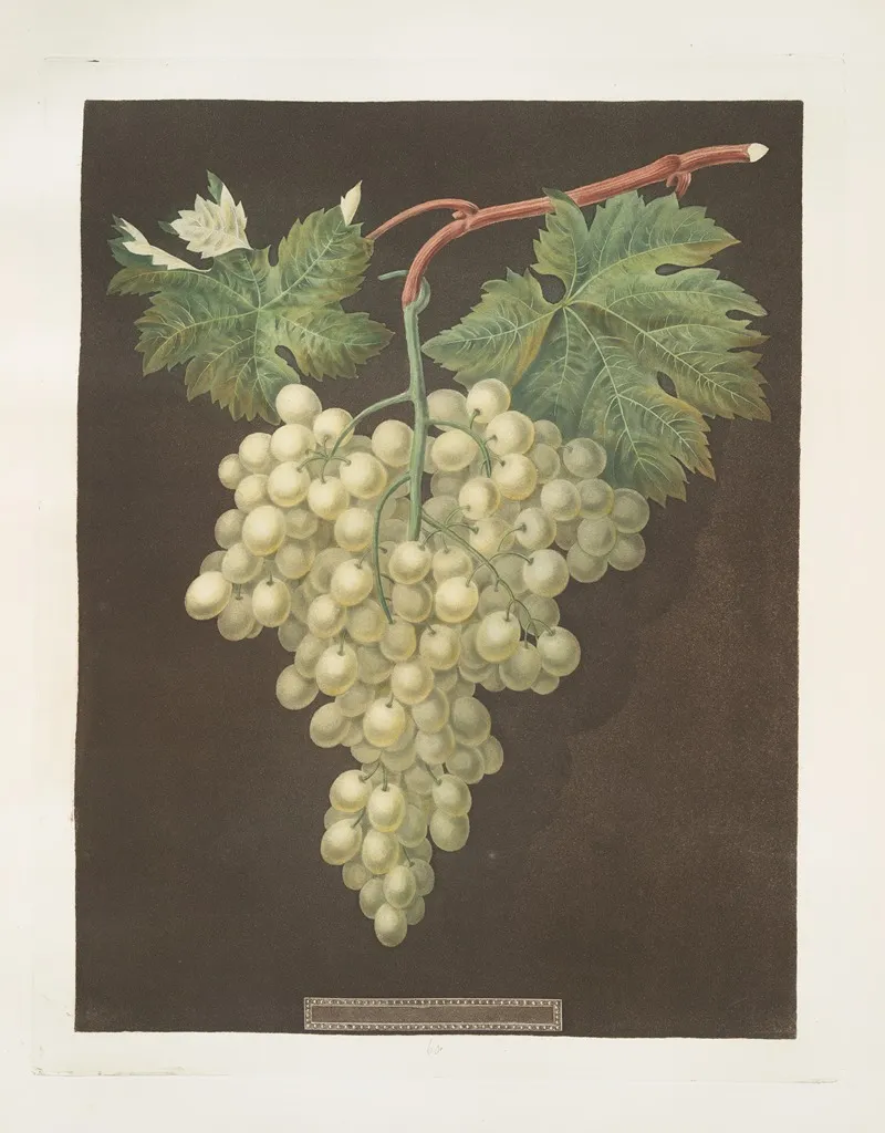 Black Hamburgh Grape Wall Art by George Brookshaw - High-Resolution Digital Print