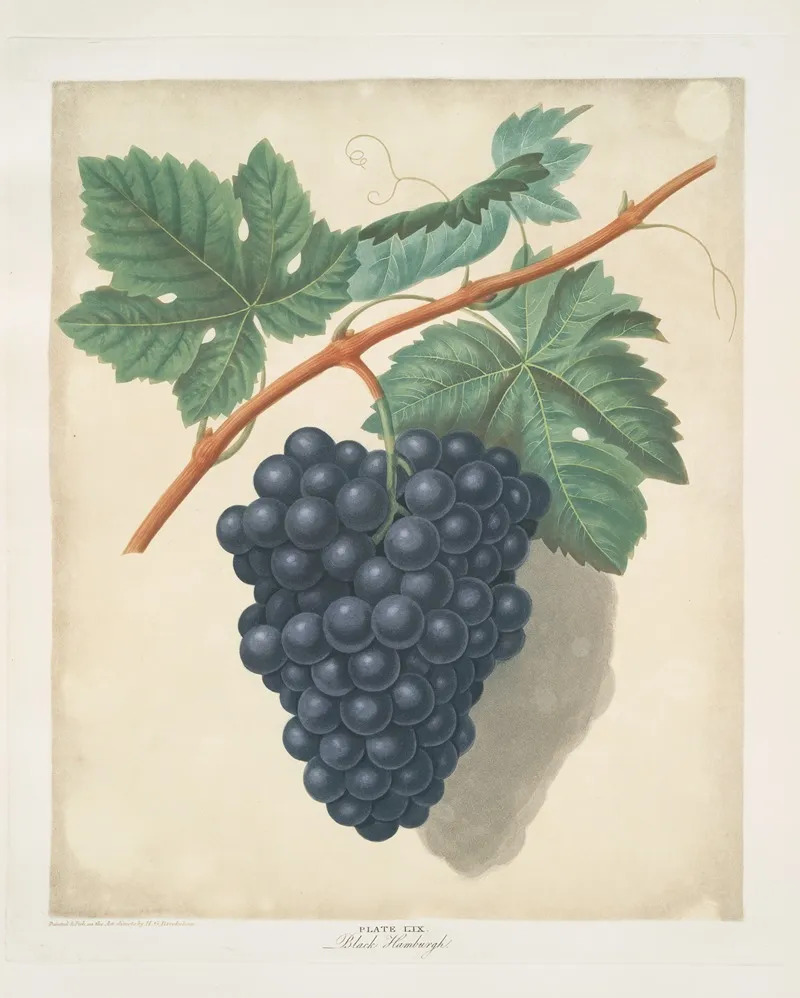 Black Hamburgh Grapes Wall Art by George Brookshaw - High-Resolution Digital Print