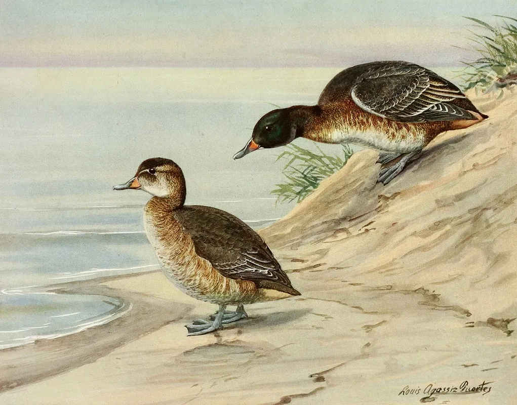 Black Headed Duck Wall Art by Louis Agassiz Fuertes - High-Resolution Digital Print